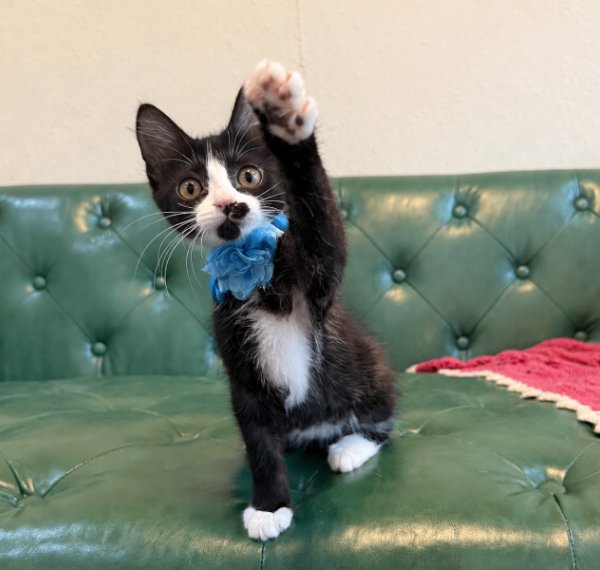 Stubbs, a Domestic Medium Hair cat available for adoption