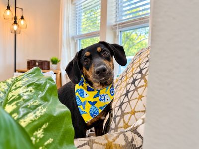 Petunia Follow Me thumbnail 4