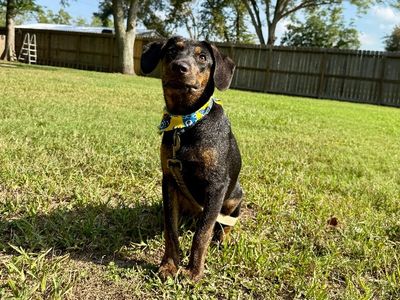 Petunia Follow Me thumbnail 6