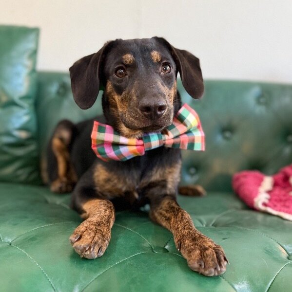 Petunia Follow Me, a Dachshund dog