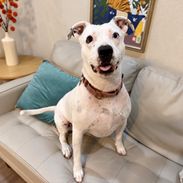 Mandy Mae Cat Friendly Bestie, a American Staffordshire Terrier dog