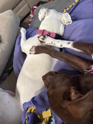 Mandy Mae Cat Friendly Bestie thumbnail 10