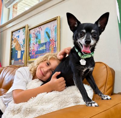 Boomer Chip Lap Loving Cutie thumbnail 5