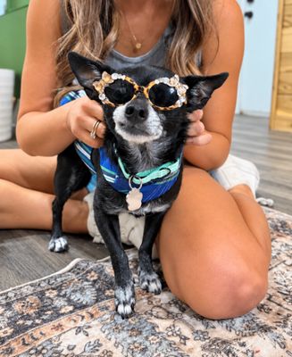 Boomer Chip Lap Loving Cutie thumbnail 3