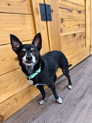 Boomer Chip Lap Loving Cutie thumbnail 7
