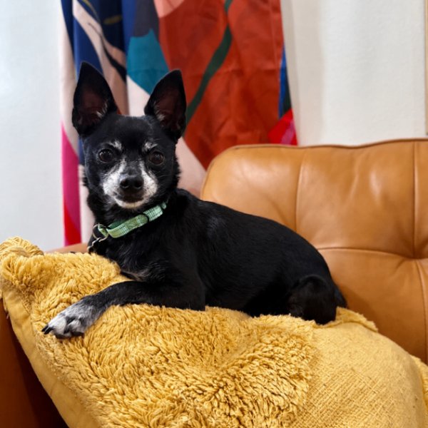 Boomer Chip Lap Loving Cutie, a Chihuahua dog