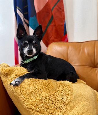 Boomer Chip Lap Loving Cutie thumbnail 1
