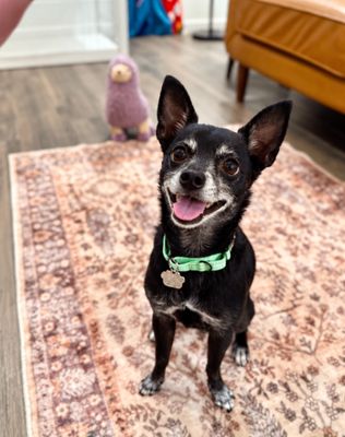 Boomer Chip Lap Loving Cutie thumbnail 9
