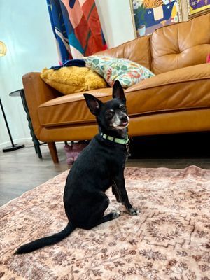 Boomer Chip Lap Loving Cutie thumbnail 6