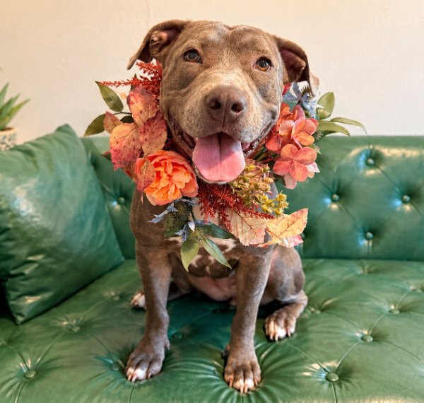 Egg Roll Ready and Steady, a Pit Bull Terrier dog