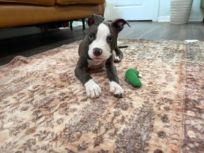 Bubbles "Bubba" Barkley thumbnail 6