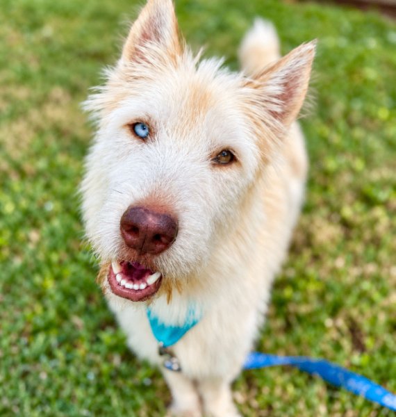 Sam Elliot, a Terrier dog
