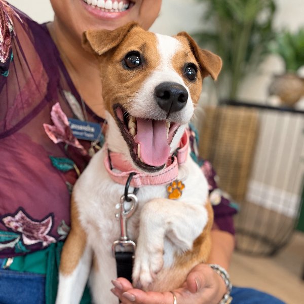 Sundae Sprinkles, a Jack Russell Terrier dog