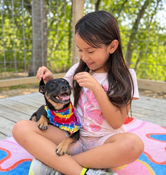 Pudding Wiggles and Grins, a Chihuahua dog