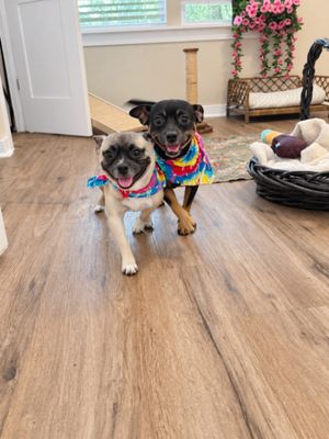 Pudding Wiggles and Grins thumbnail 7