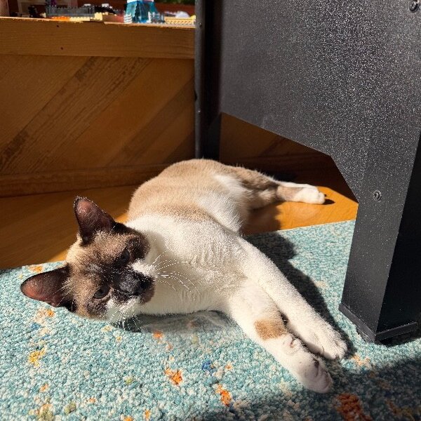 Pawn "Smudge" Chess, a Siamese Cat cat available for adoption