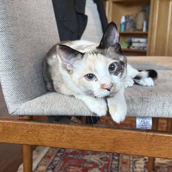 Rook "Kona" Chess, a Siamese Cat cat available for adoption