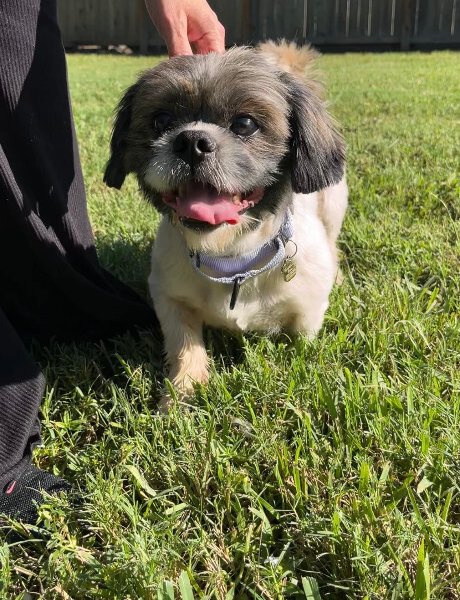 Stevie Ray Blues, a Shih Tzu dog