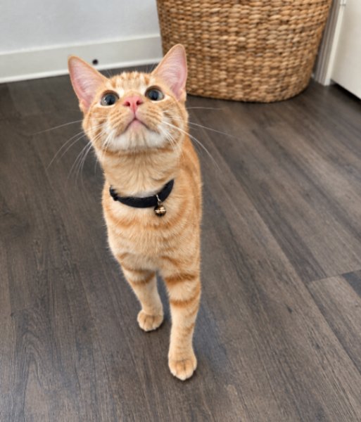 Chester Von Cheeto, a Domestic Short Hair cat available for adoption