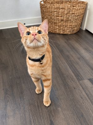 Chester Von Cheeto thumbnail 1
