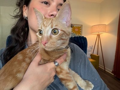 Chester Von Cheeto thumbnail 12