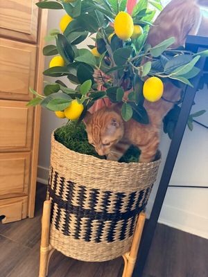 Chester Von Cheeto thumbnail 14