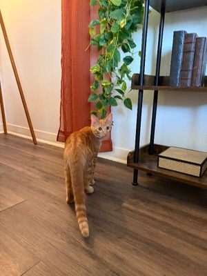 Chester Von Cheeto thumbnail 15