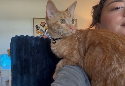 Chester Von Cheeto thumbnail 7