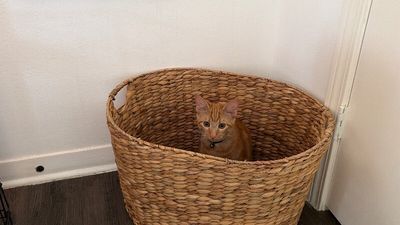 Chester Von Cheeto thumbnail 3
