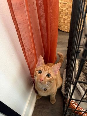 Chester Von Cheeto thumbnail 2