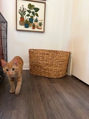 Chester Von Cheeto thumbnail 11
