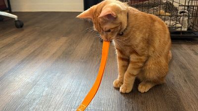 Chester Von Cheeto thumbnail 10