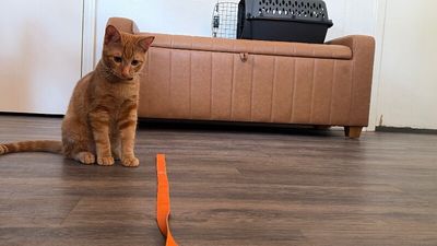 Chester Von Cheeto thumbnail 5