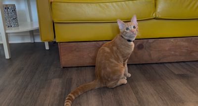 Chester Von Cheeto thumbnail 13