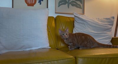 Chester Von Cheeto thumbnail 8