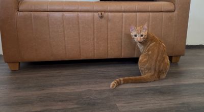 Chester Von Cheeto thumbnail 9