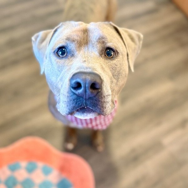 Mikey Tender Hearted Jones, a Pit Bull Terrier dog