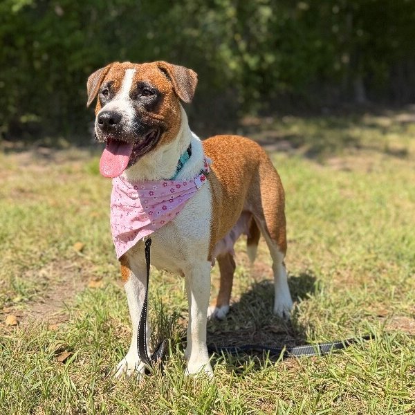 Kiddy Princess Peach Ark, a American Staffordshire Terrier dog