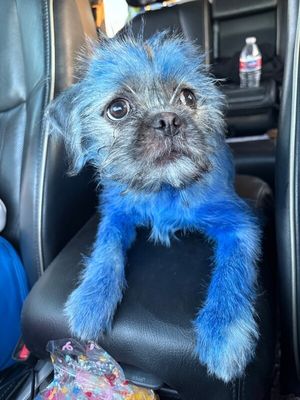 Cookie Monster Mr. Worldwide thumbnail 5