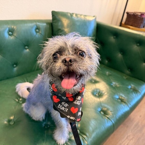 Cookie Monster Mr. Worldwide, a Shih Tzu dog