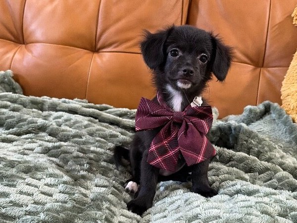 Scooby Dee, a Chihuahua dog