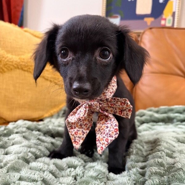 Velma Dinkley Doe Eyes, a Chihuahua dog available for adoption