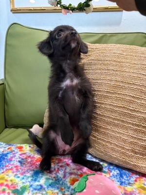 Daphne Lilac thumbnail 7