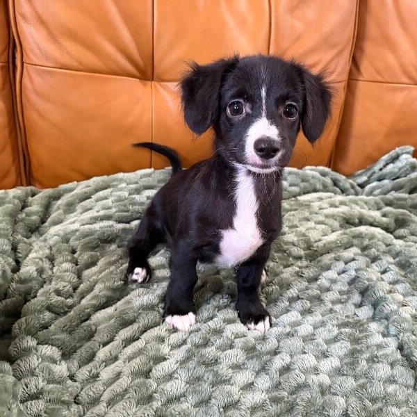 Fred Jones Mystery Bus, a Australian Shepherd dog