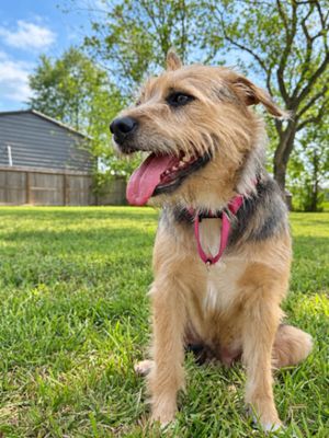 Bella Sunday Stroll thumbnail 6
