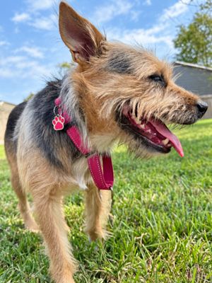Bella Sunday Stroll thumbnail 3