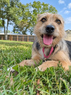 Bella Sunday Stroll thumbnail 9