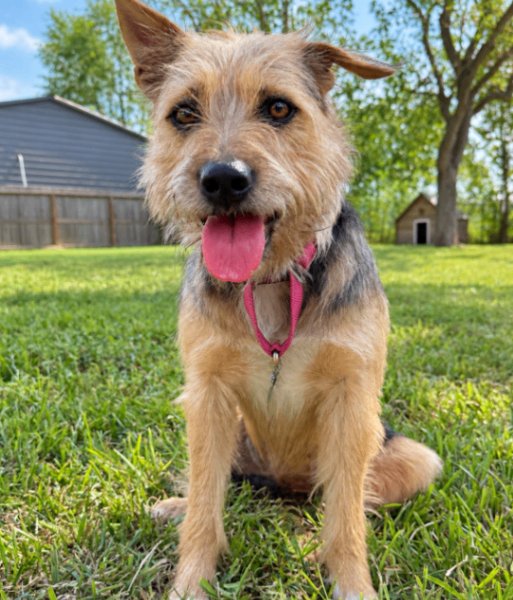 Bella Sunday Stroll, a Australian Terrier dog