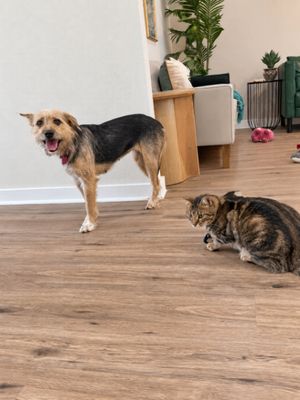 Bella Sunday Stroll thumbnail 5