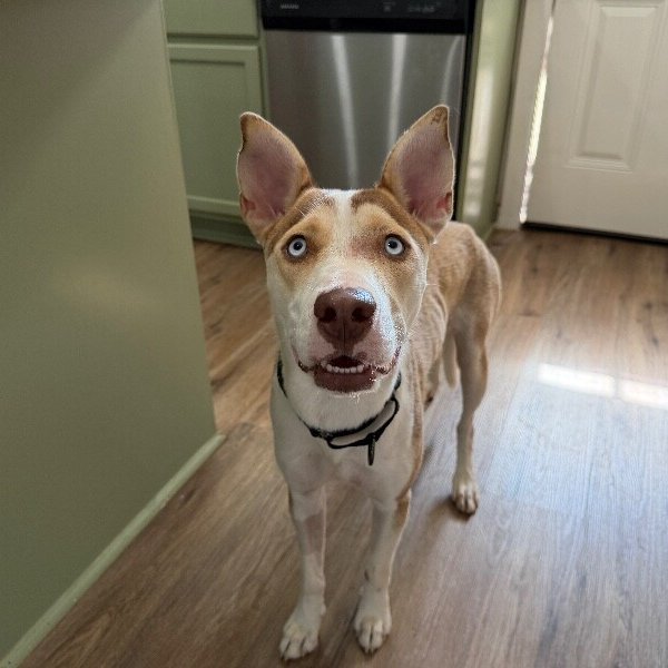Lumi Rose Darling, a Husky dog